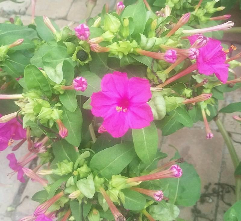 紫茉莉花种子胭脂花红黄白茉莉地雷花种家庭阳台盆栽四季播种