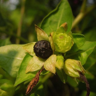 紫茉莉花种子胭脂花红黄白茉莉地雷花种家庭阳台盆栽四季播种