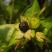 紫茉莉花种子胭脂花红黄白茉莉地雷花种家庭阳台盆栽四季播种