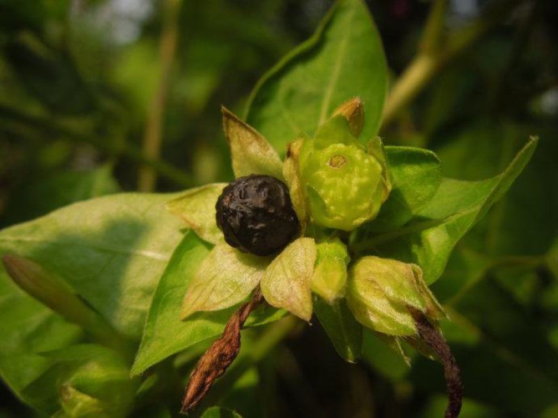 紫茉莉花种子胭脂花红黄白茉莉地雷花种家庭阳台盆栽四季播种