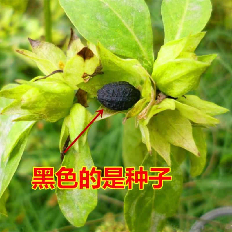 紫茉莉花种子胭脂花红黄白茉莉地雷花种家庭阳台盆栽四季播种