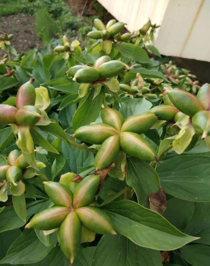 芍药种子牡丹种子四季开花不断芍药花种子多年生室内阳台