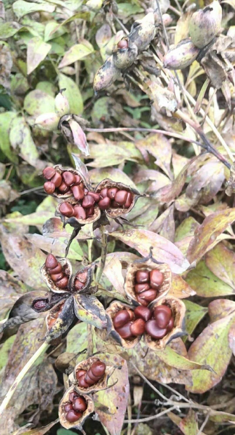 芍药种子牡丹种子四季开花不断芍药花种子多年生室内阳台
