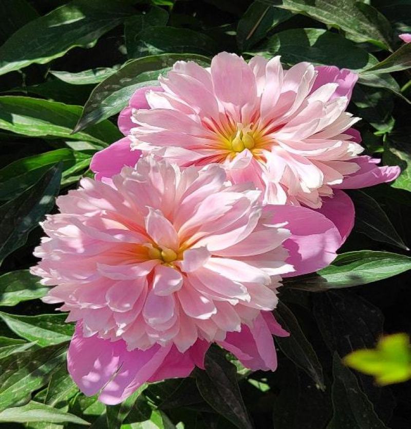 芍药种子牡丹种子四季开花不断芍药花种子多年生室内阳台