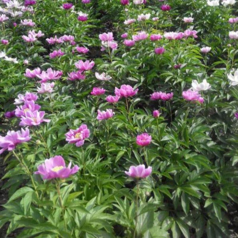 芍药种子牡丹种子四季开花不断芍药花种子多年生室内阳台