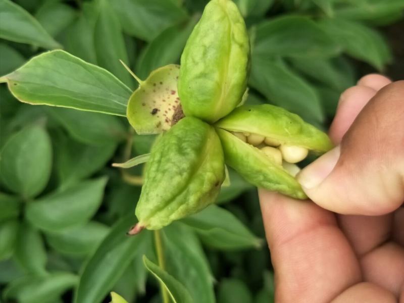 芍药种子牡丹种子四季开花不断芍药花种子多年生室内阳台