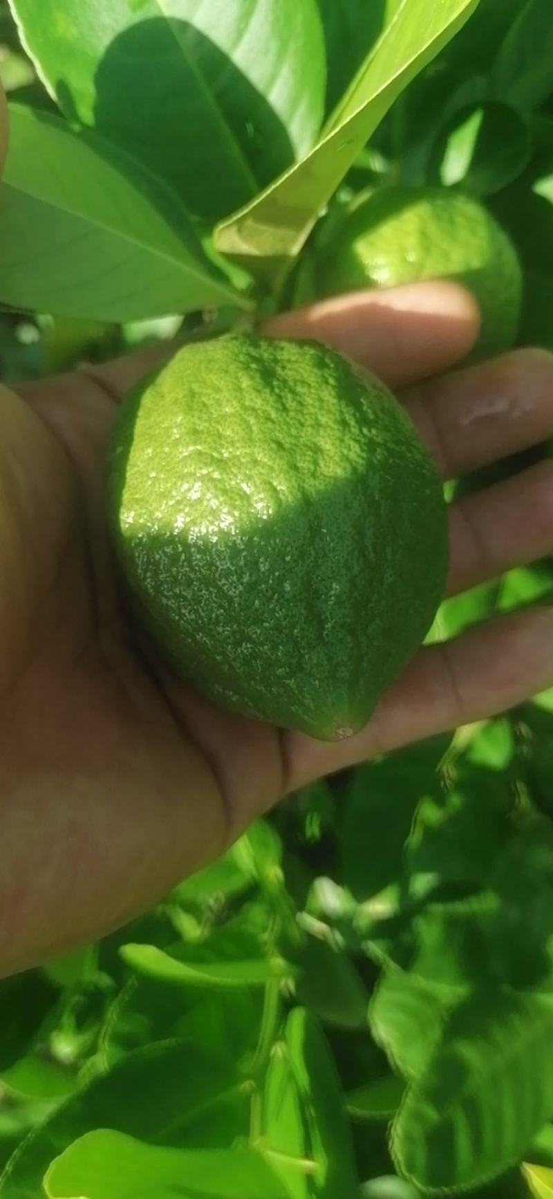 广东香水柠檬