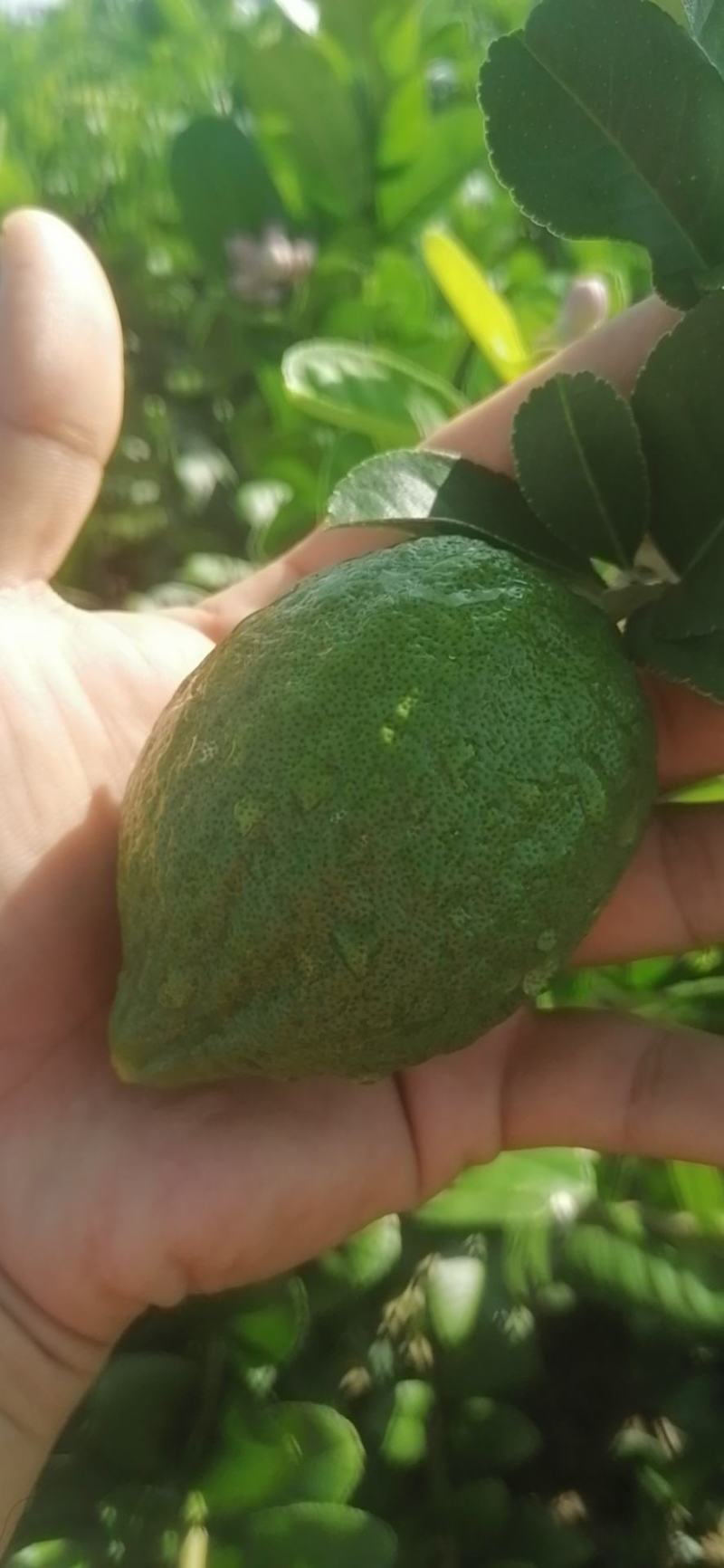 广东香水柠檬