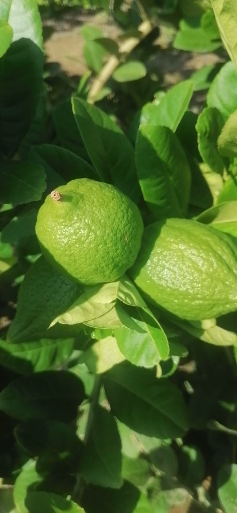 广东香水柠檬