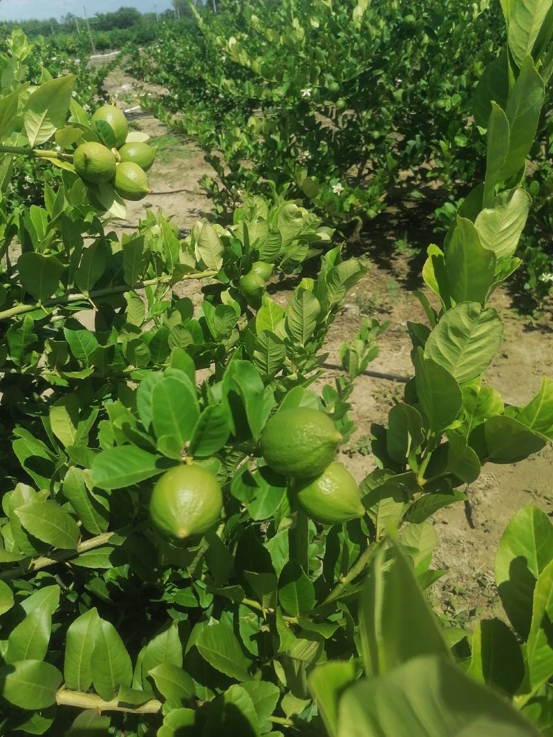 广东香水柠檬