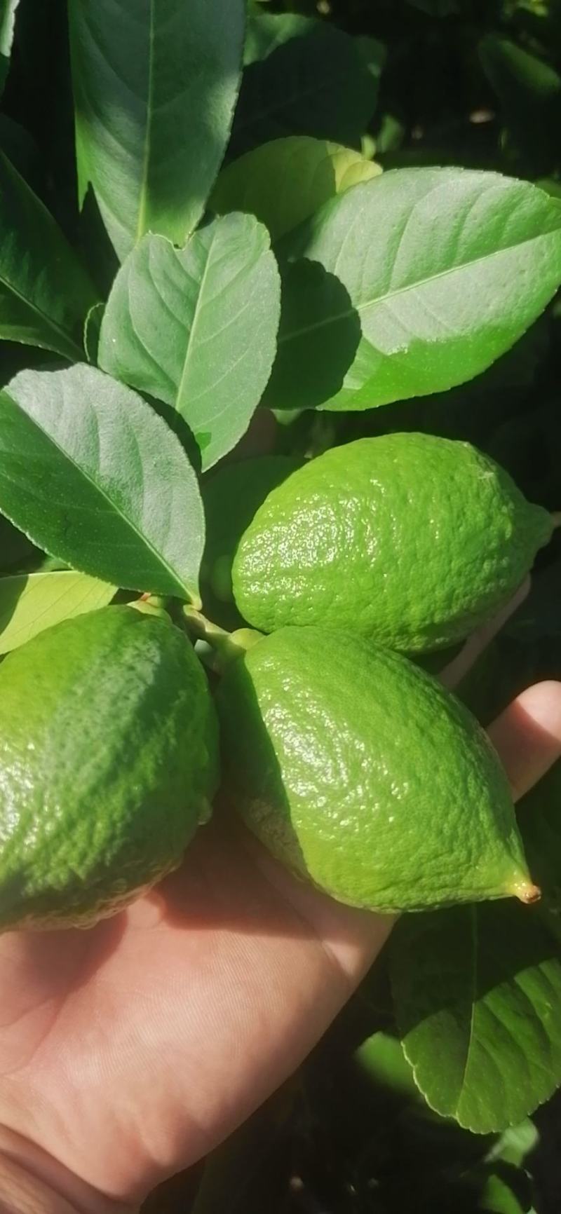 广东香水柠檬