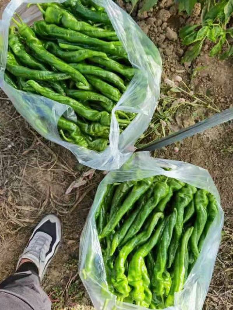 甘肃临洮椒螺丝椒，陇椒高原夏菜农产品常年供应