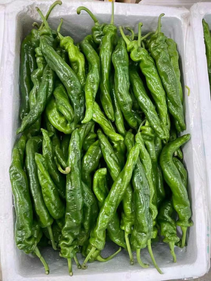 甘肃临洮椒螺丝椒，陇椒高原夏菜农产品常年供应