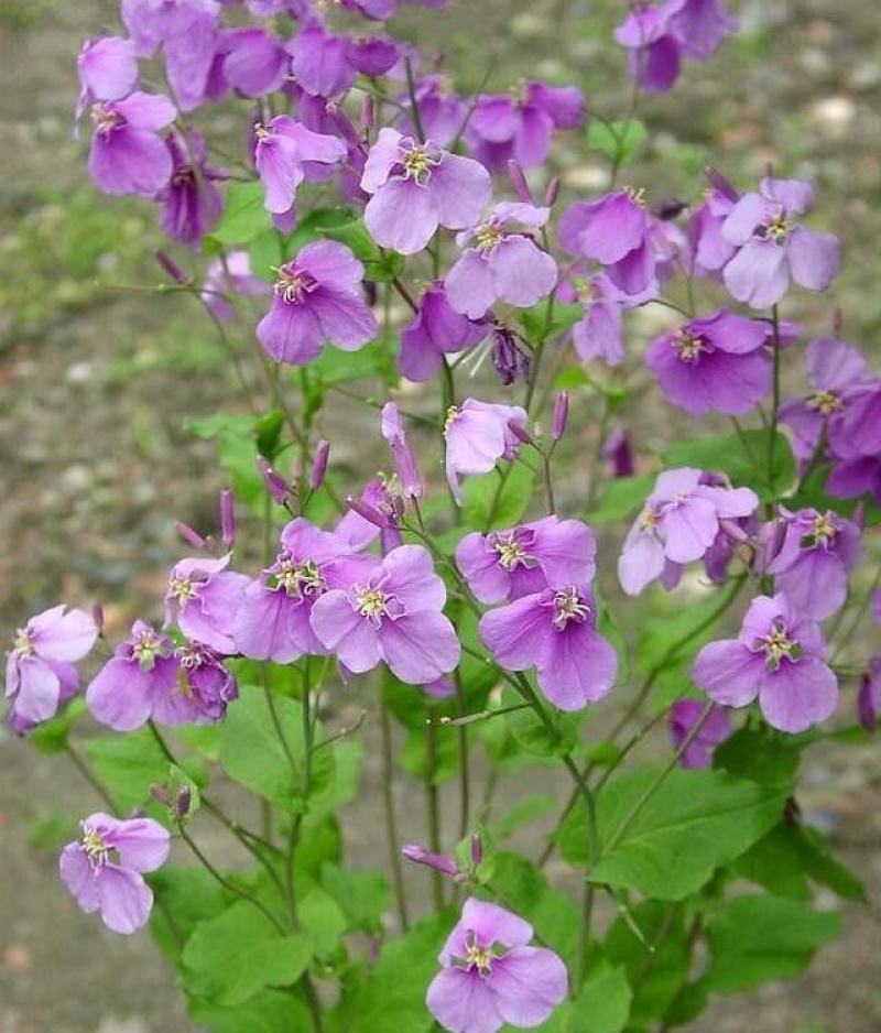 二月兰种子多年生易活宿根诸葛菜花种籽四季耐阴耐寒园林绿化