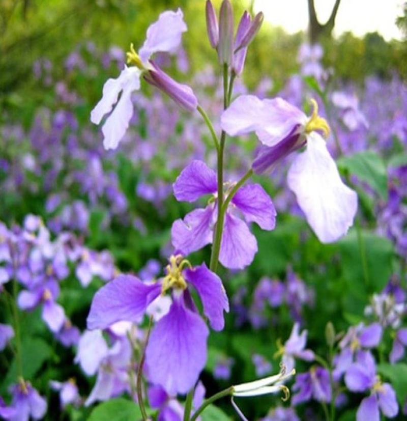 二月兰种子多年生易活宿根诸葛菜花种籽四季耐阴耐寒园林绿化