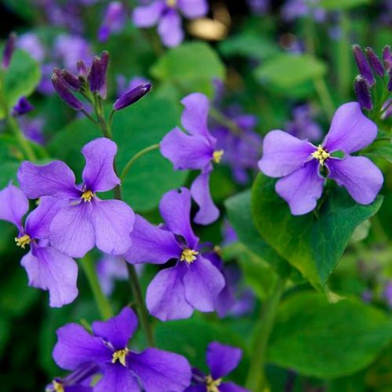 二月兰种子多年生易活宿根诸葛菜花种籽四季耐阴耐寒园林绿化