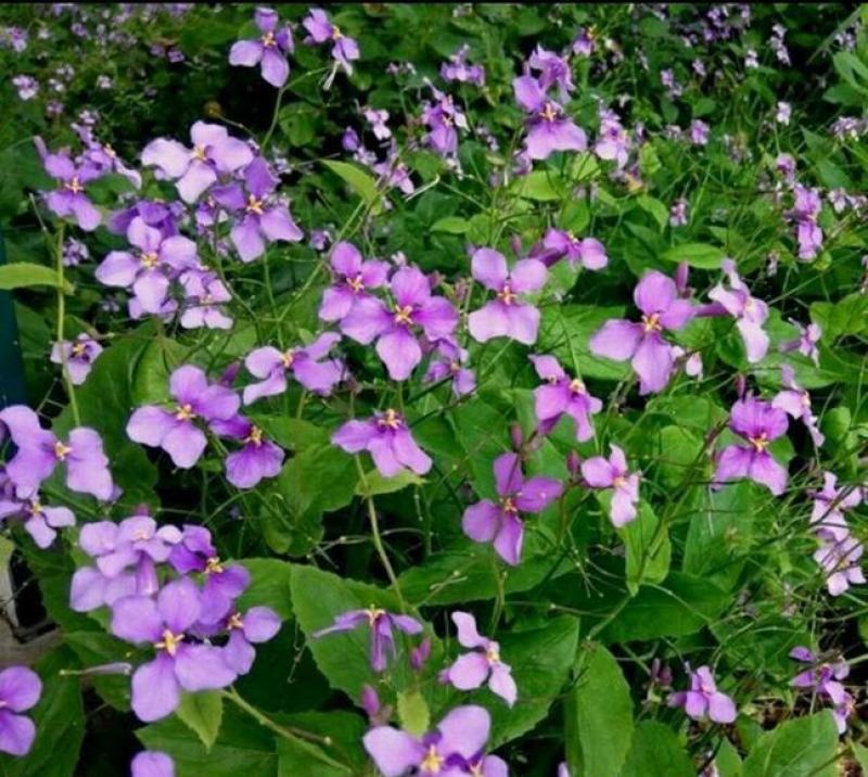 二月兰种子多年生易活宿根诸葛菜花种籽四季耐阴耐寒园林绿化