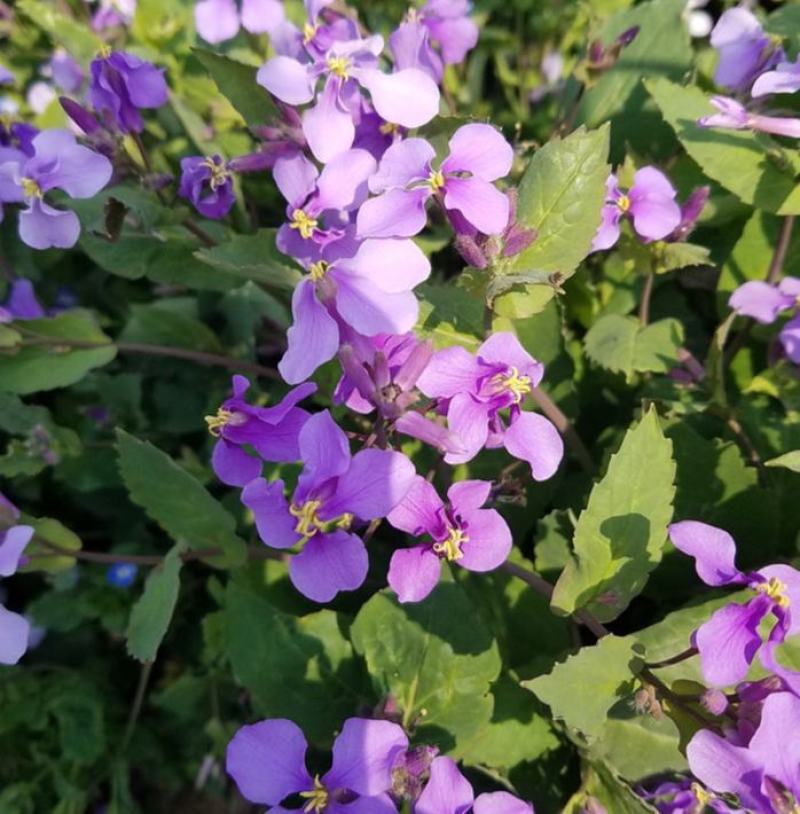 二月兰种子多年生易活宿根诸葛菜花种籽四季耐阴耐寒园林绿化