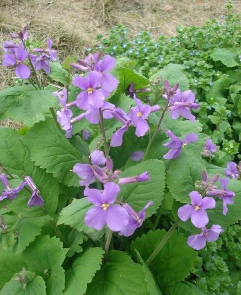 二月兰种子多年生易活宿根诸葛菜花种籽四季耐阴耐寒园林绿化