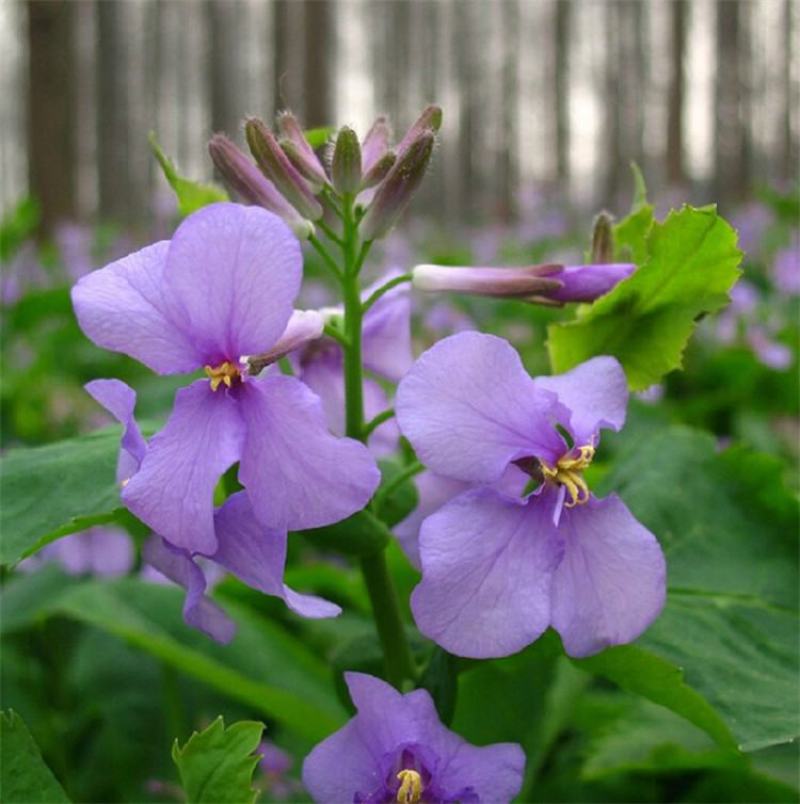 二月兰种子多年生易活宿根诸葛菜花种籽四季耐阴耐寒园林绿化