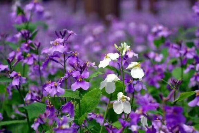 二月兰种子多年生易活宿根诸葛菜花种籽四季耐阴耐寒园林绿化