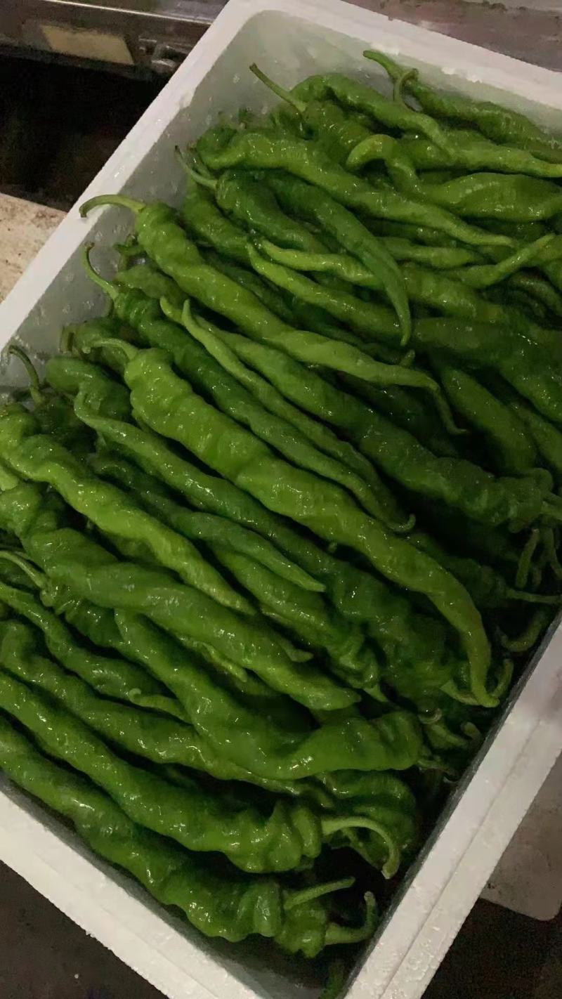 甘肃临洮椒螺丝椒，陇椒高原夏菜农产品常年供应
