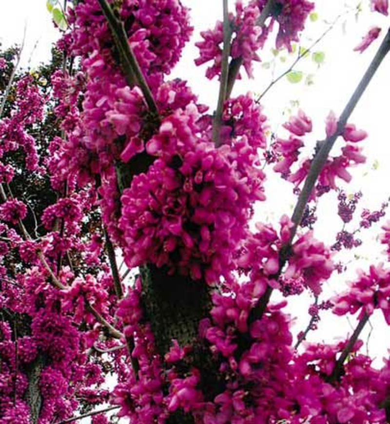 紫荆花种子紫荆树种子紫荆种子加拿大紫荆种子巨紫荆种子