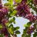 紫荆花种子紫荆树种子紫荆种子加拿大紫荆种子巨紫荆种子