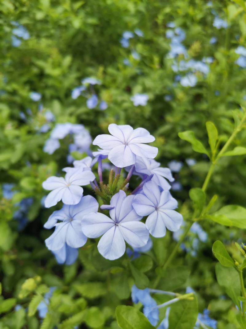 蓝雪花苗【蓝雪花是多年生植物，开花蓝色很好看】包邮包对版
