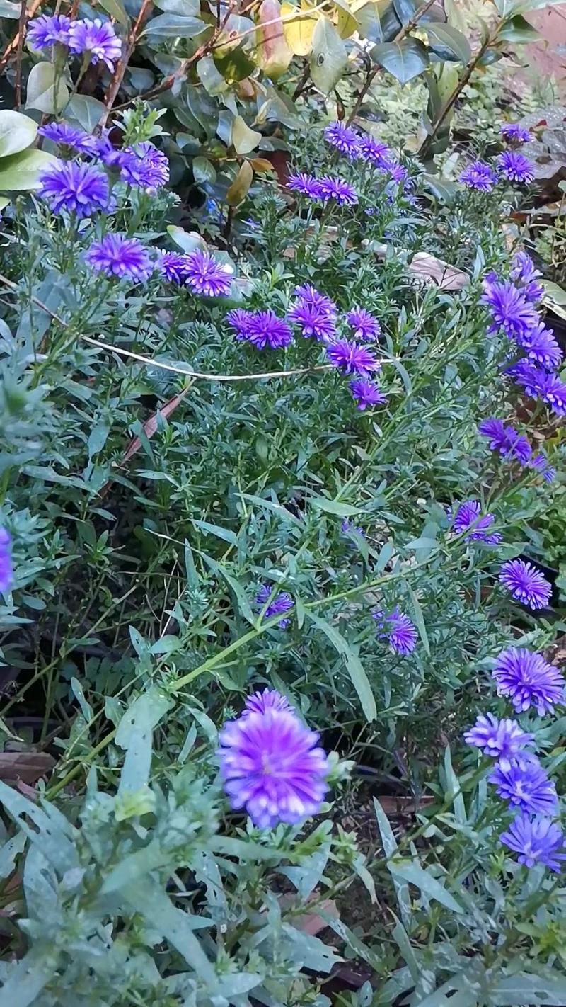 非洲菊苗【蓝色非洲菊，开花好看，抗性强，多年生菊花】