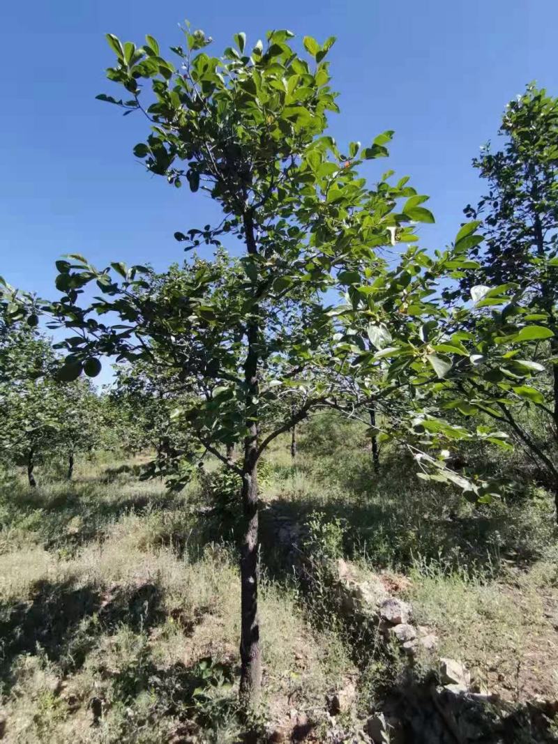 柿子树柿子树柿子树柿子树保定柿子沟