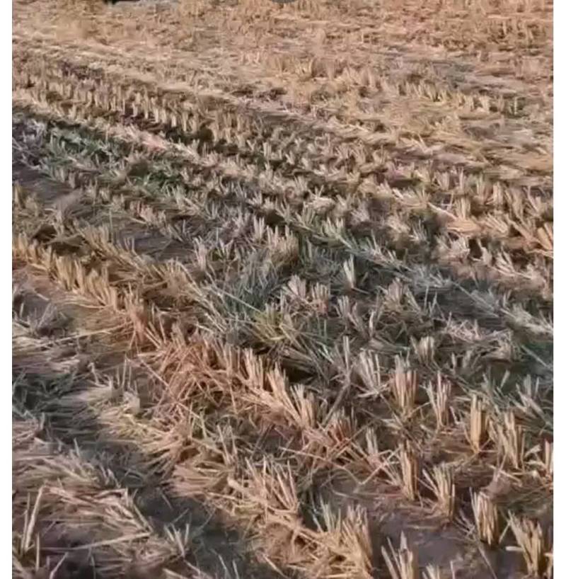 土地流转政策补贴田二51亩