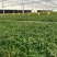 铁皮石斛驯化苗基地直发成活率高价格实惠欢迎来电