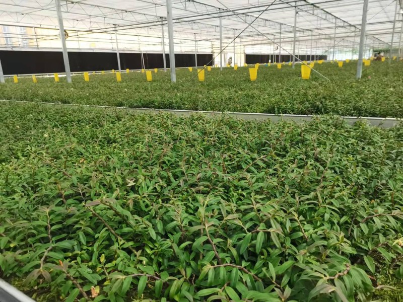 铁皮石斛驯化苗基地直发成活率高价格实惠欢迎来电