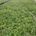 铁皮石斛驯化苗基地直发成活率高价格实惠欢迎来电