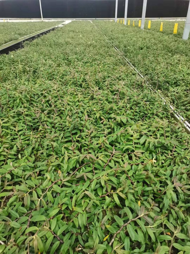 铁皮石斛驯化苗基地直发成活率高价格实惠欢迎来电