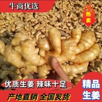 山东生姜产地直销老姜辣味十足块大黄亮产地常年直销