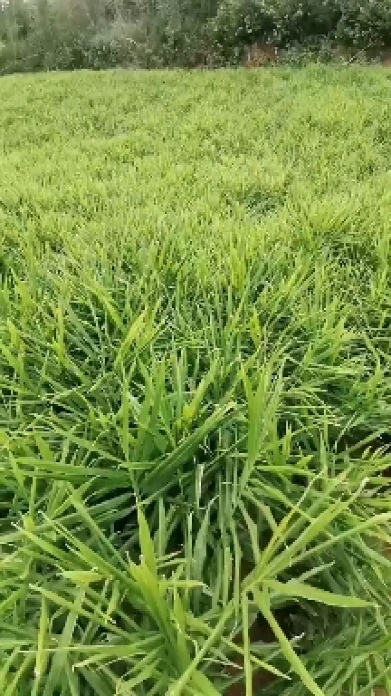 云南小黄姜