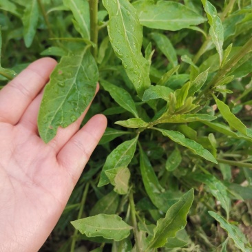 叶用枸杞种苗枸杞头吃叶煲汤枸杞芽头种子枸杞叶籽菜枸杞苗