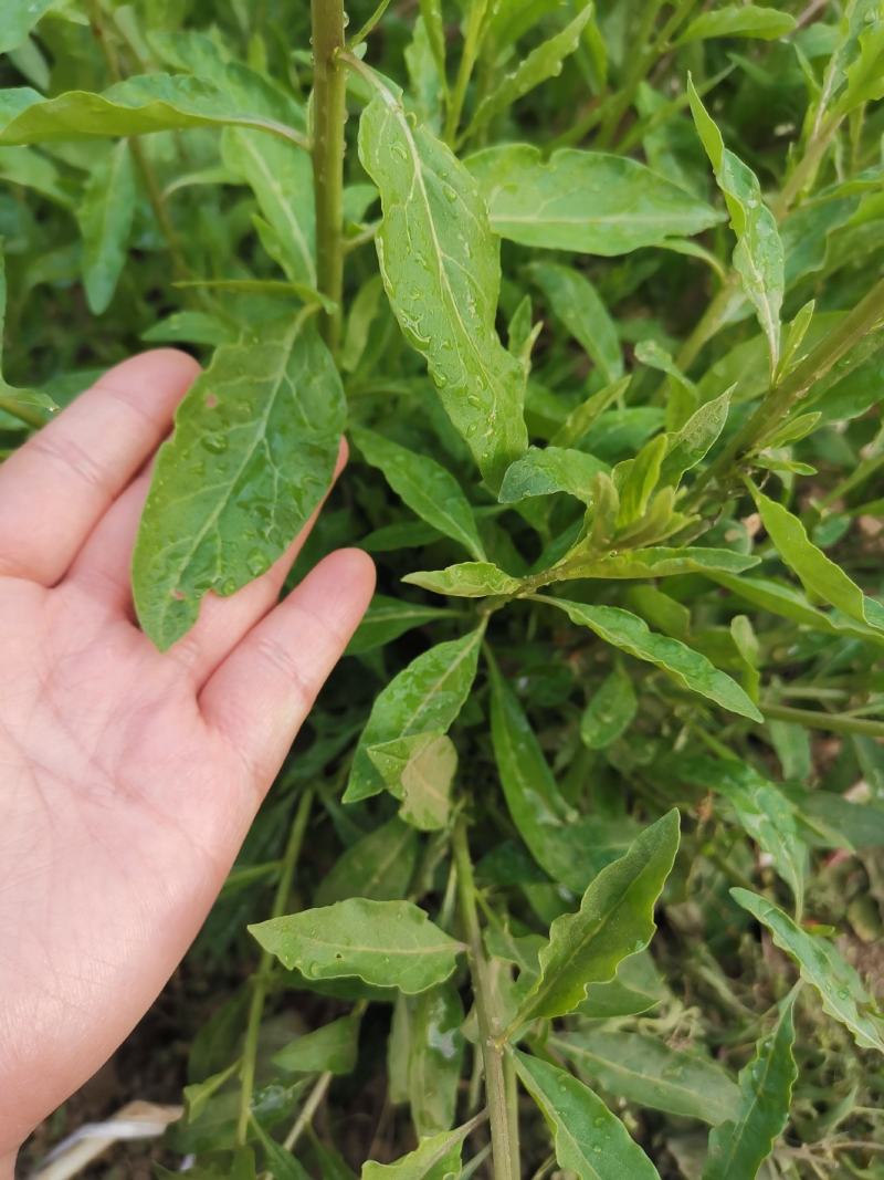 叶用枸杞种苗枸杞头吃叶煲汤枸杞芽头种子枸杞叶籽菜枸杞苗