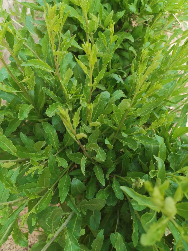 叶用枸杞种苗枸杞头吃叶煲汤枸杞芽头种子枸杞叶籽菜枸杞苗