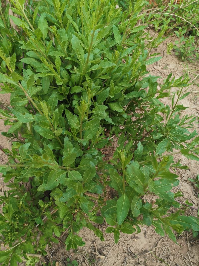 叶用枸杞种苗枸杞头吃叶煲汤枸杞芽头种子枸杞叶籽菜枸杞苗