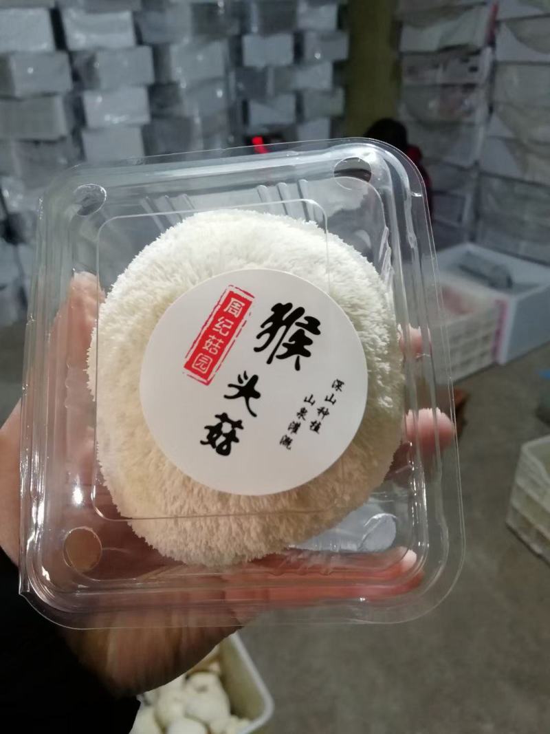 产地直销猴头菇新鲜猴头菇活体猴头菇福建猴头菇非干猴头菇