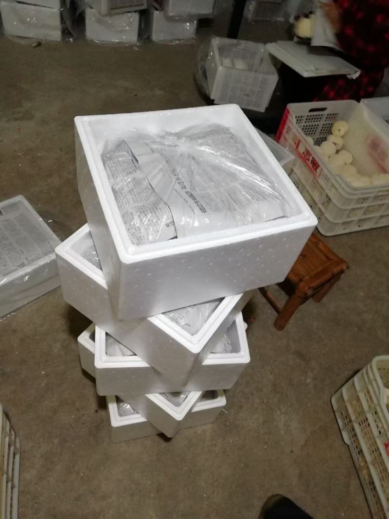 产地直销猴头菇新鲜猴头菇活体猴头菇福建猴头菇非干猴头菇