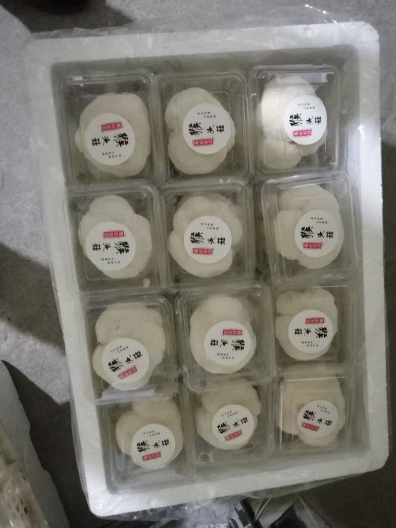 产地直销猴头菇新鲜猴头菇活体猴头菇福建猴头菇非干猴头菇