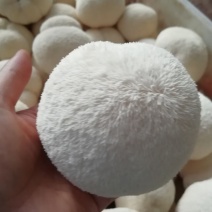 产地直销猴头菇新鲜猴头菇活体猴头菇福建猴头菇非干猴头菇