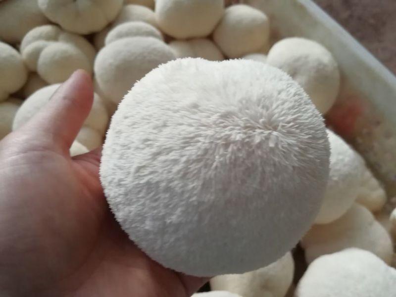 产地直销猴头菇新鲜猴头菇活体猴头菇福建猴头菇非干猴头菇