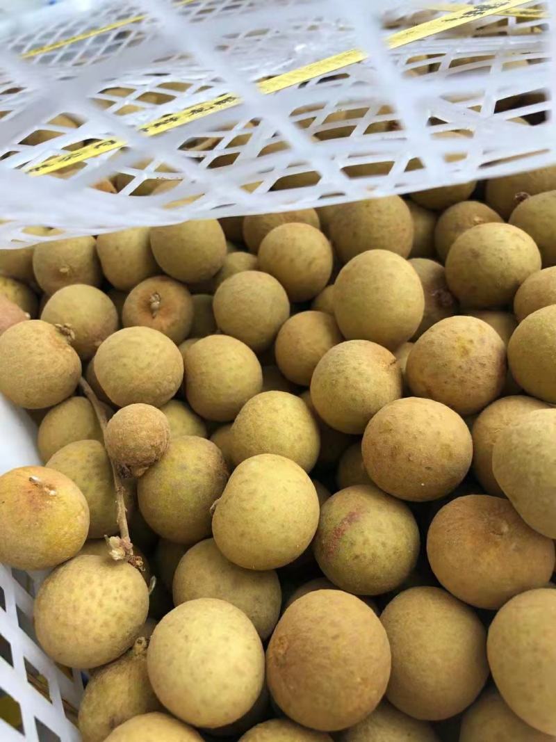 泰国龙眼天天到柜超高性价比靓货欢迎咨询