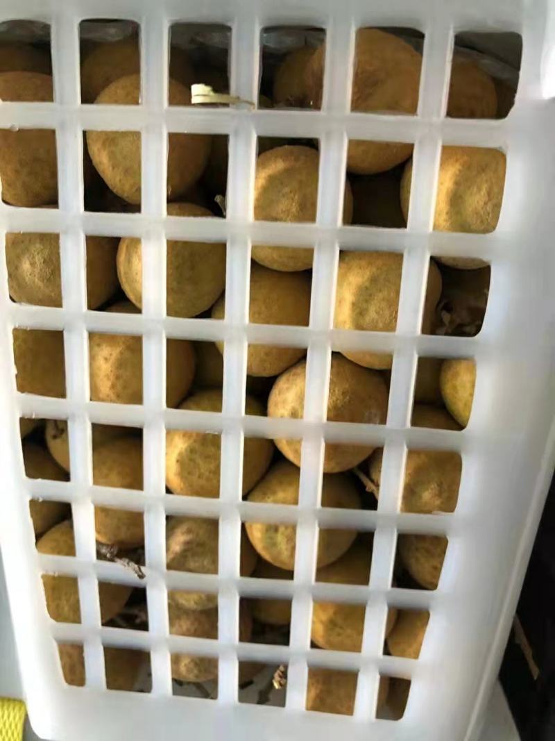 泰国龙眼天天到柜超高性价比靓货欢迎咨询