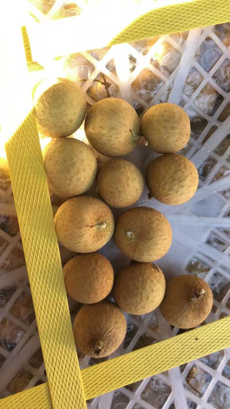 泰国龙眼天天到柜超高性价比靓货欢迎咨询